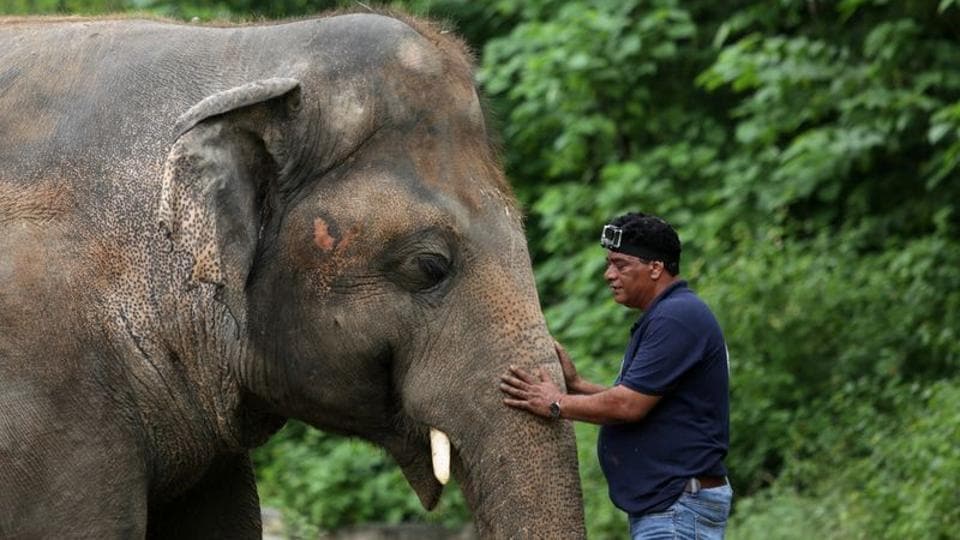 Vet sings Frank Sinatra songs to calm elephant named Kaavan set to get new home