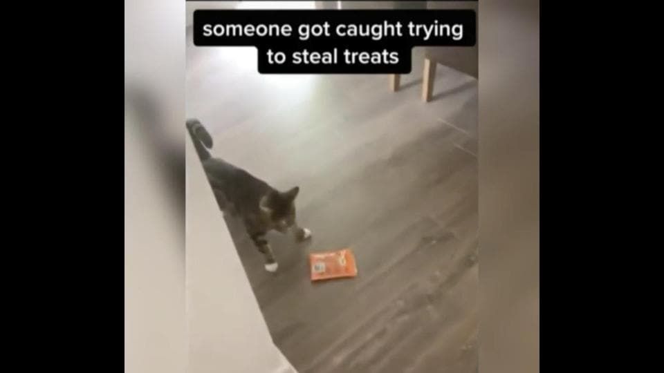 Cat Gets Caught ‘stealing Treats Its Reaction Is Making Netizens Chuckle Watch Trending
