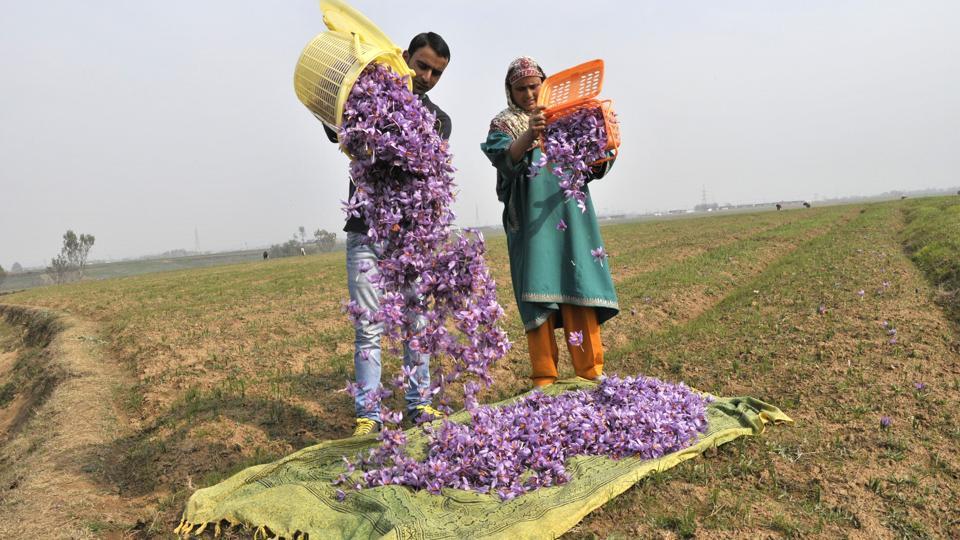 Kashmir poised for a saffron surge Latest News India Hindustan Times