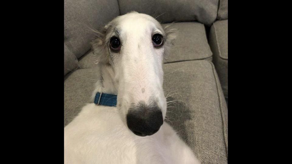 Dog named Apollo ‘wants to know’ if his nose looks too big in this ...