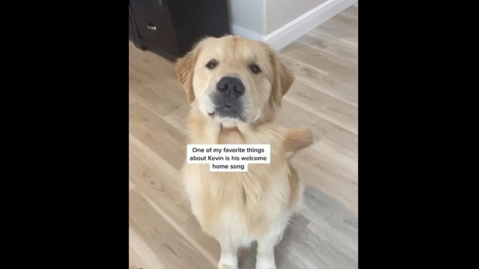 onion golden retriever