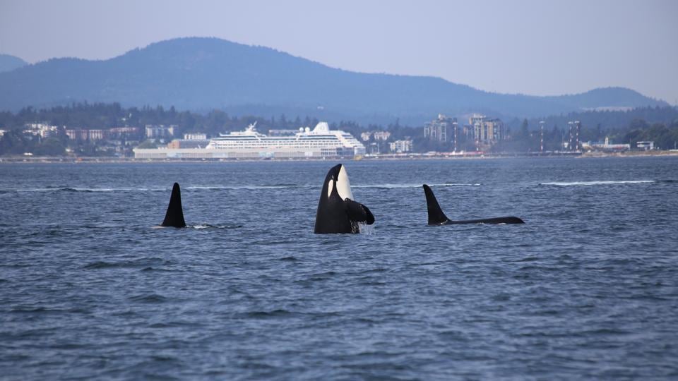 yachting world orca attacks