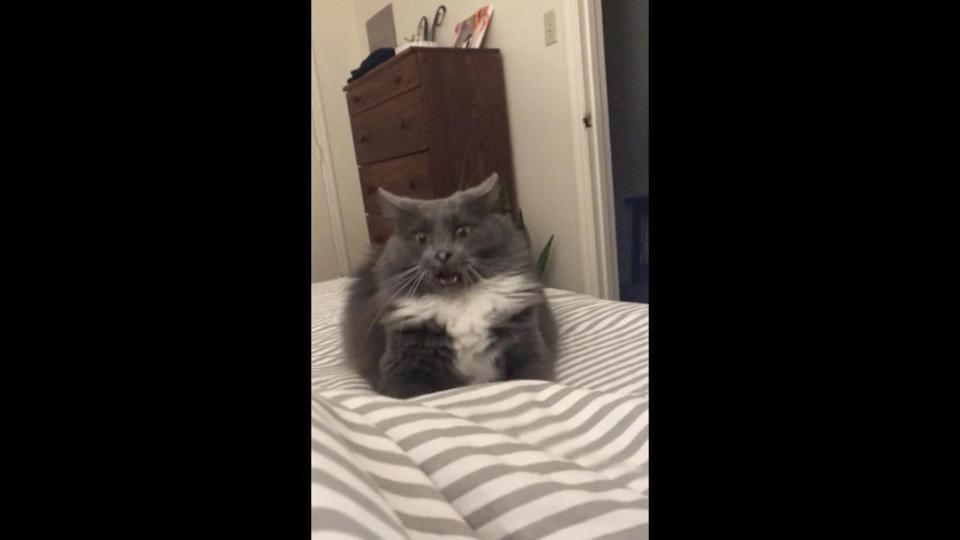 this-cat-looks-like-the-epitome-of-the-word-shook-watch-trending