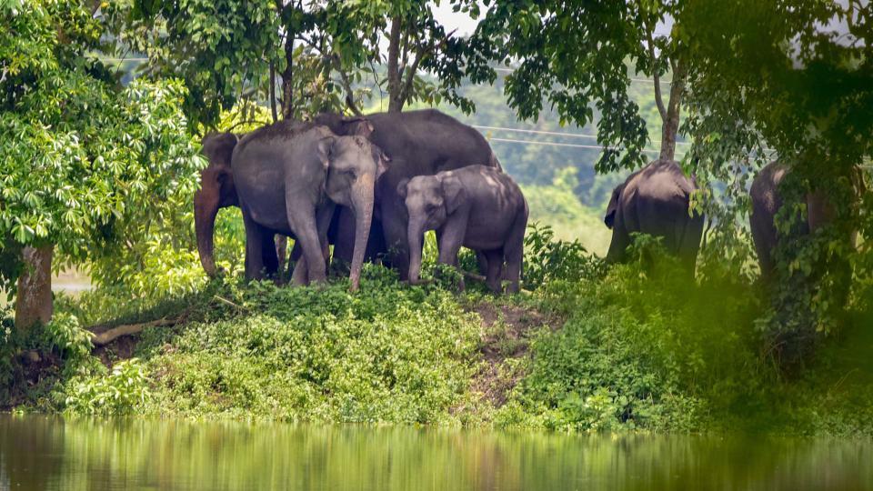 Environment Ministry Seeks Legal Status For Elephant Reserve, States ...