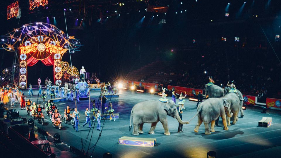 France to ban use of wild animals in circuses, marine parks