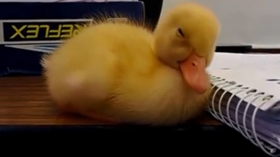 People Find The Video Of This Extremely Sleepy Baby Duck Too Relatable