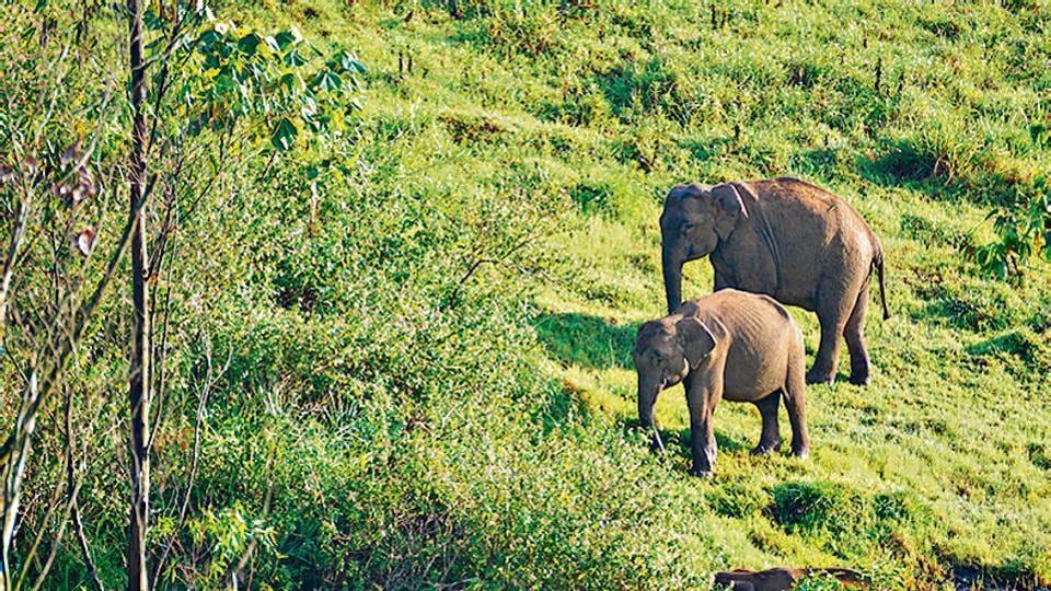 Govt seeks legal status for elephant reserves | Latest News India