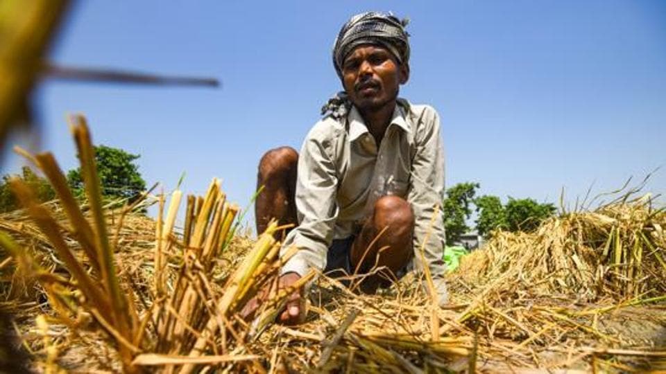 Pink-stem borer infestation: PAU asks farmers to avoid early sowing of ...