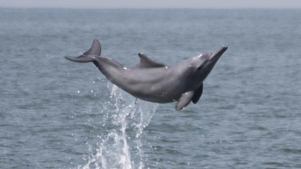 project-dolphin-maharashtra-develops-action-plan-for-conservation-of