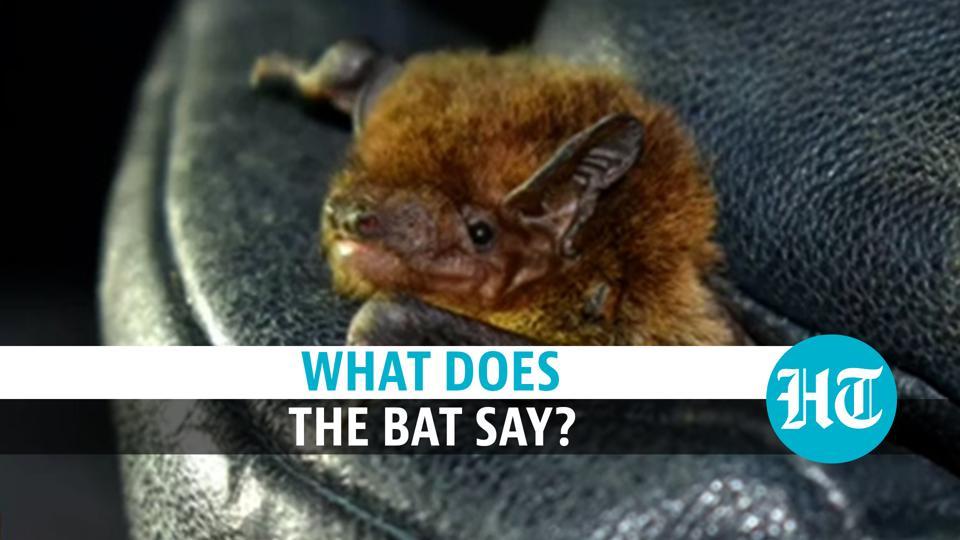 What does the bat say? Researcher Rohit Chakravarty lets us know