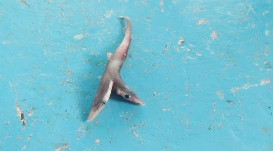 shark with two heads