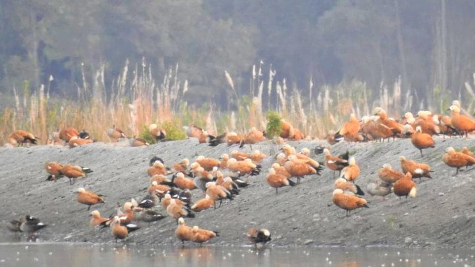 Asan Conservation Reserve becomes Uttarakhand’s first Ramsar site ...