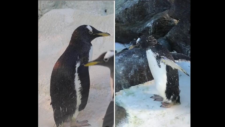 Meet 41-year-old penguin Olde who has made it on Guinness World Records ...