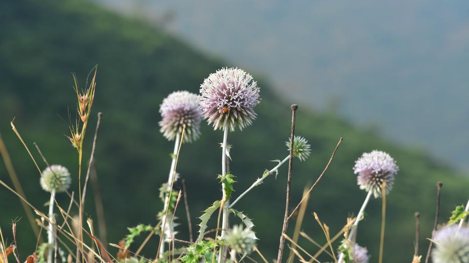 maharashtra-new-plant-species-discovered-in-northern-western-ghats