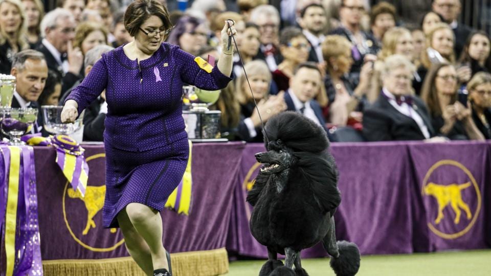Westminster dog show 2021 to be held outdoors in New York ...