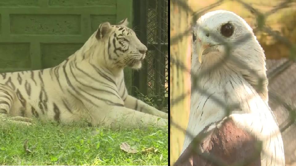 Odisha's Nandankanan zoo receives great response for Adopt an Animal program | Trending - Hindustan Times Odisha's Nandankanan zoo receives great response for Adopt an Animal program | Trending - Hindustan Times