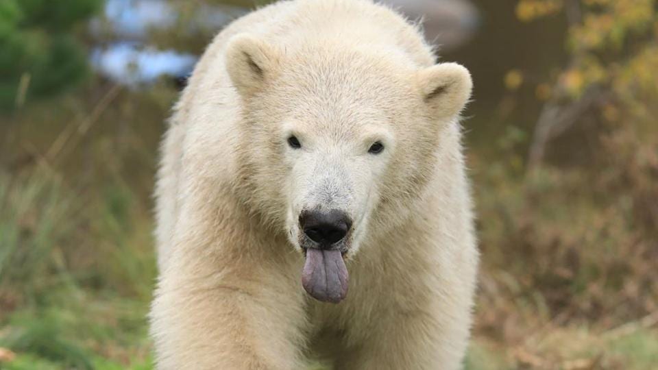 Goodbye Hamish: First polar bear born in UK in 25 years leaves Scotland ...