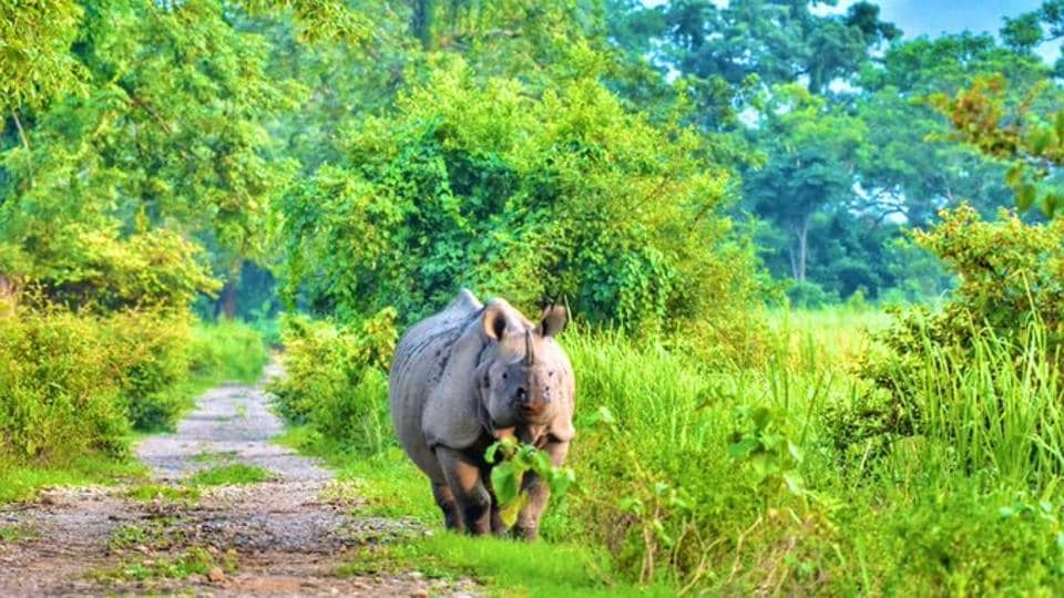 Orang National Park in Assam reopens for visitors with