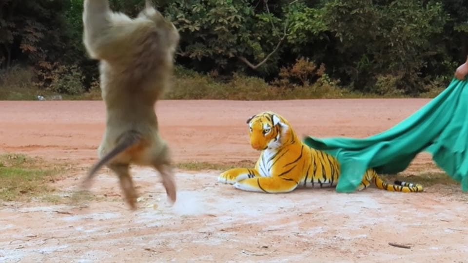 Fake tiger 2025 prank dog video