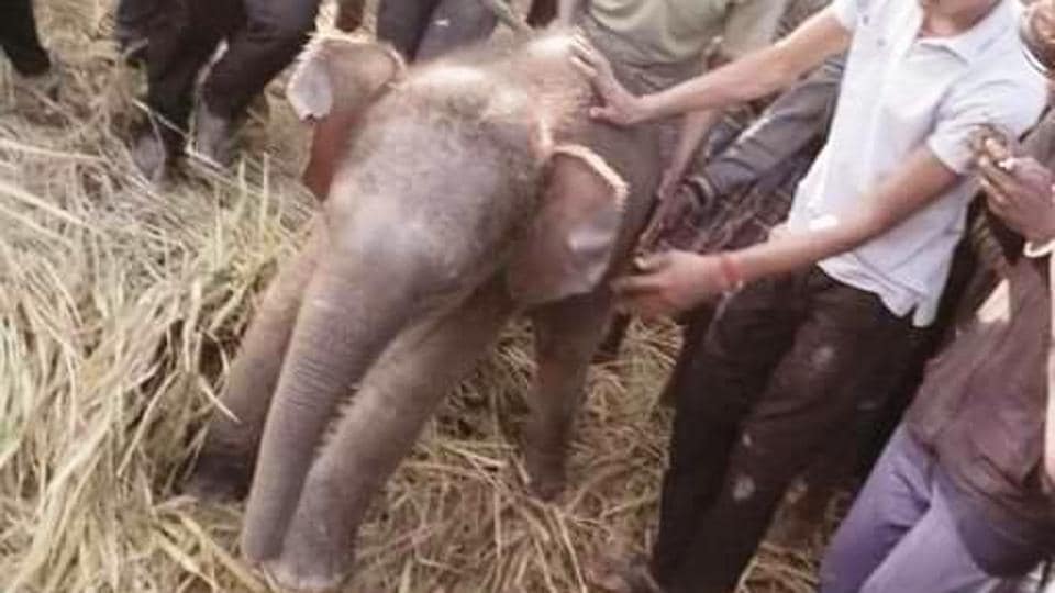 Jharkhand: Five-month old elephant rescued from well