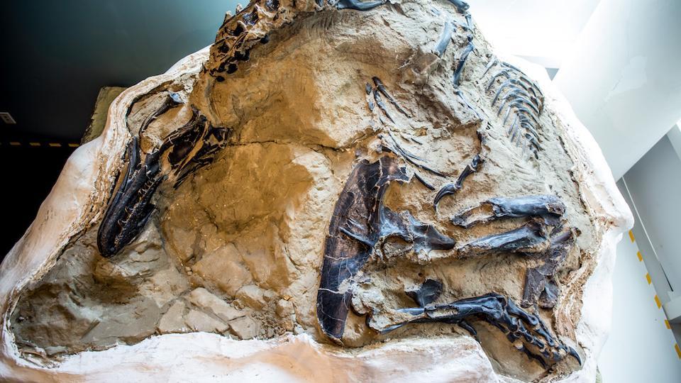 best preserved dinosaur skeleton