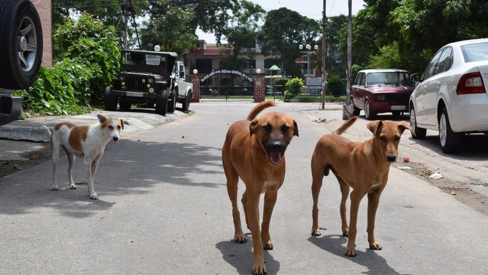 Citing the importance of infertility in street dogs, animal Husbandry and BBMP have also decided to vaccinate more than 400 dogs every day. (HT FILE PHOTO)