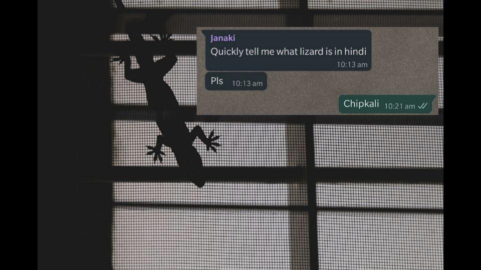 Lost In Translation Netizen Tries To Figure Out How To Say Lizard In Hindi Trending Hindustan Times