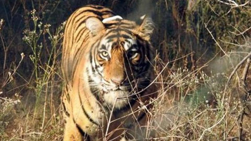 Uttarakhand: Four teams deployed to search for missing tigress in Rajaji Tiger Reserve