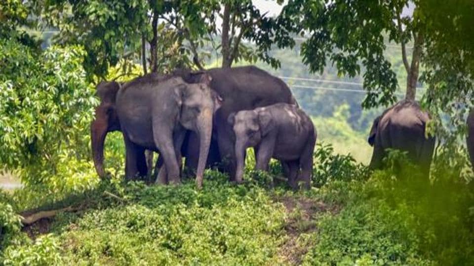 Uttarakhand wildlife board clears proposal to de-notify elephant reserve