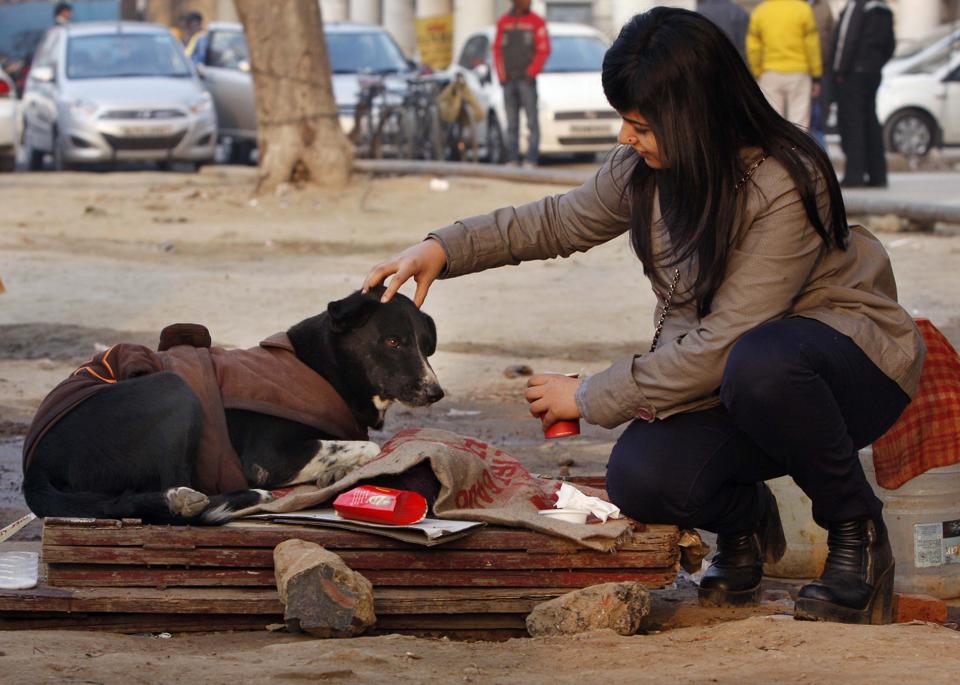 Delhi-NCR residents huddle to lend warmth to stray animals this winter | Latest News Delhi - Hindustan Times Delhi-NCR residents huddle to lend warmth to stray animals this winter | Latest News Delhi - Hindustan Times