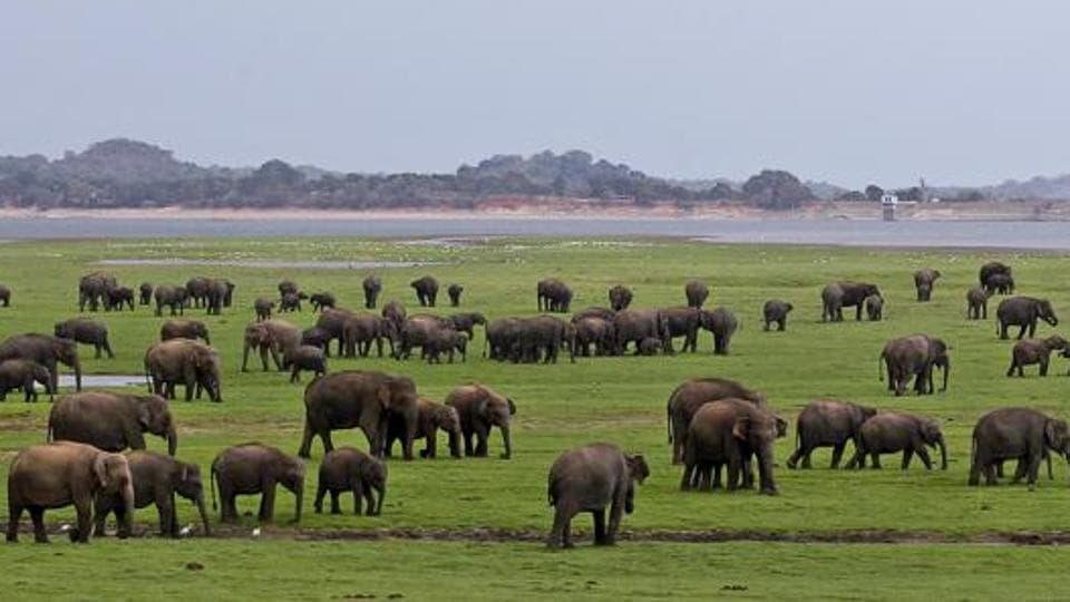 Sri Lanka digs moat around Ampara landfill to keep out hungry elephants