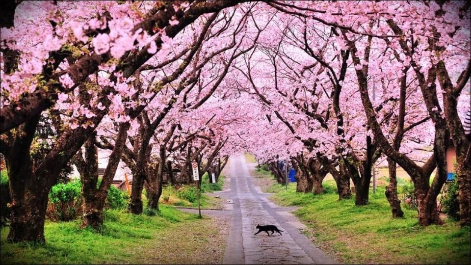 Japan, Cherry Blossoms are blooming in Shillong and we can’t get