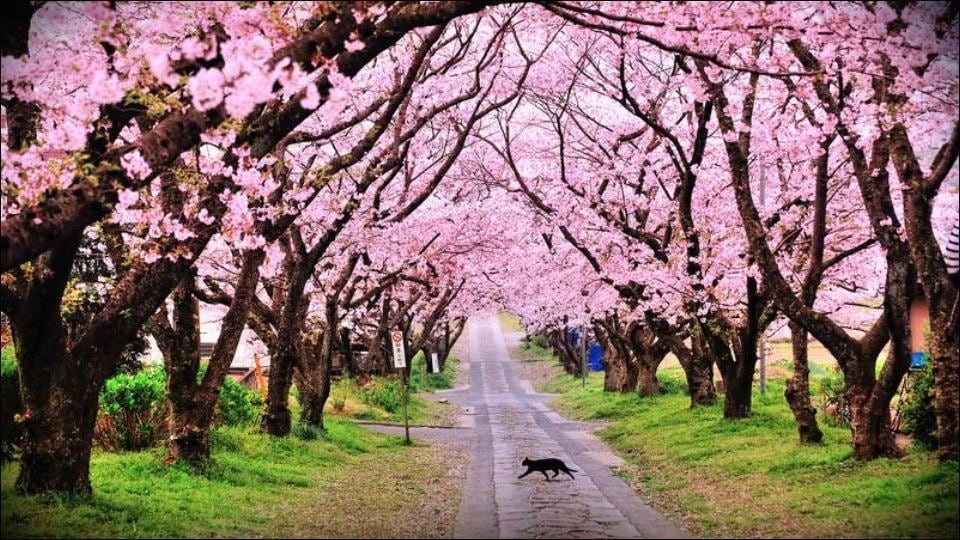 Forget Japan Cherry Blossoms Are Blooming In Shillong And We Can t Get 