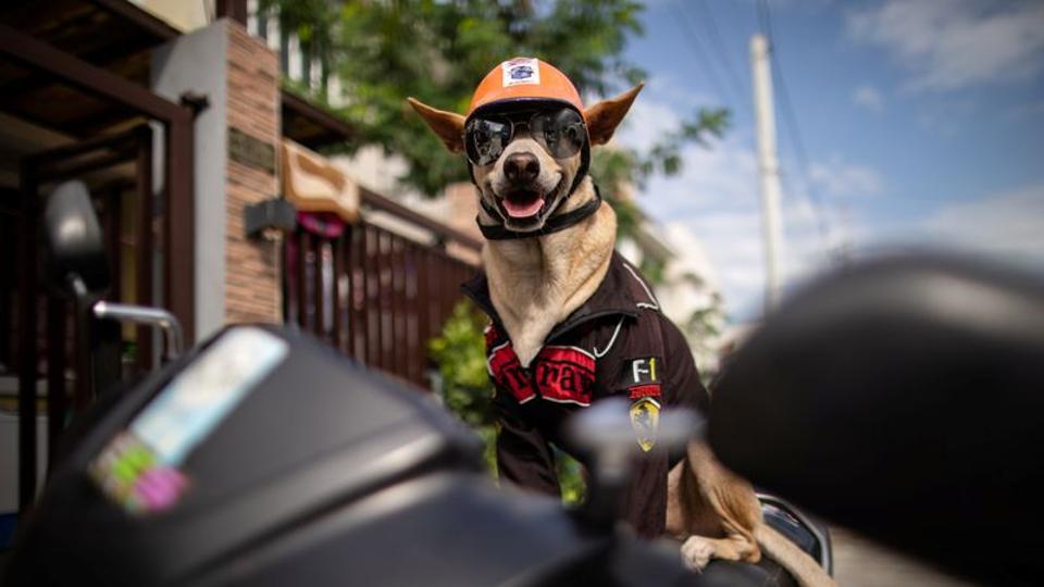 Dog wearing cheap motorcycle helmet