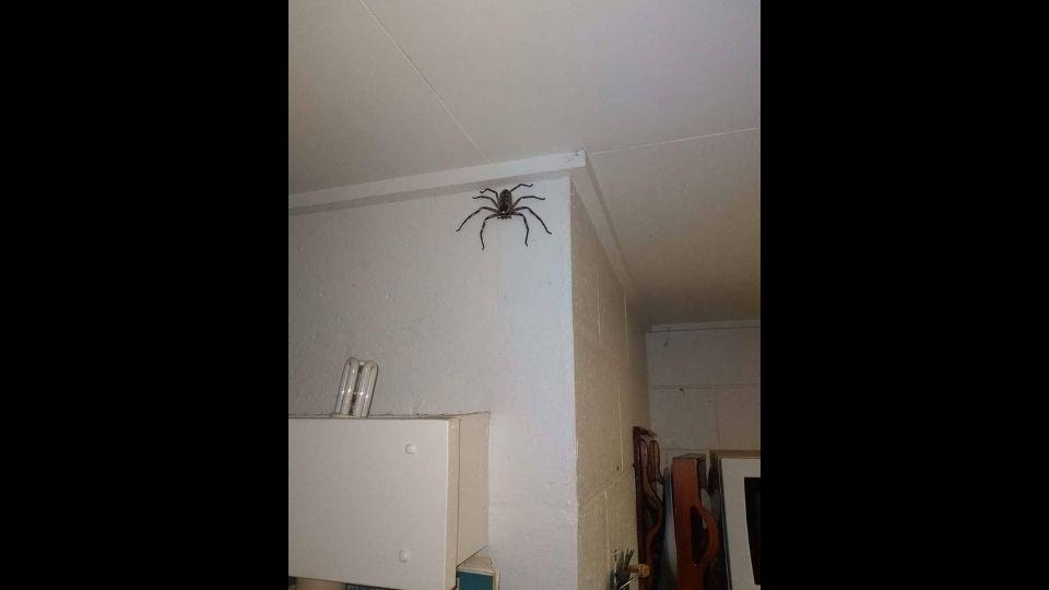 mangel At dræbe ingeniørarbejde Man lets a huge huntsman spider stay in his house for a year | Trending -  Hindustan Times