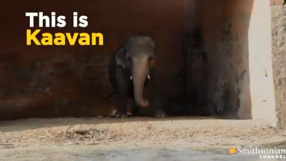 World's loneliest elephant' Kaavan departs for new home in Cambodia |  Trending - Hindustan Times