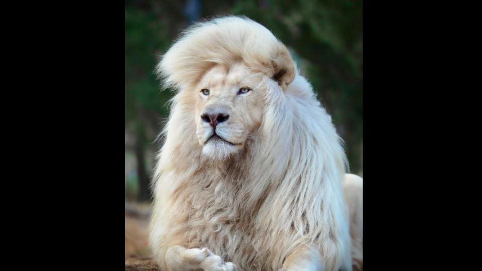 Have you seen the images of this white lion showing off its majestic mane? 