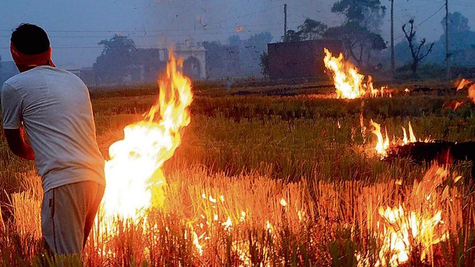 Why A New Decomposer May Hold Hope Of Dousing Farm Stubble Fires Hindustan Times