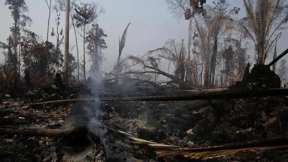 Deforestation Wiped Out 8 Of Amazon In 18 Years Study Hindustan Times