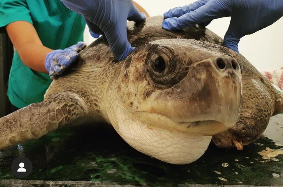 A sight for shore eyes: A new rehab clinic that cares just for turtles ...