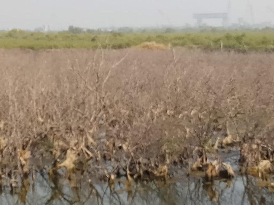 Maharashtra: Four-acre mangrove patch destroyed near proposed eco park in Uran