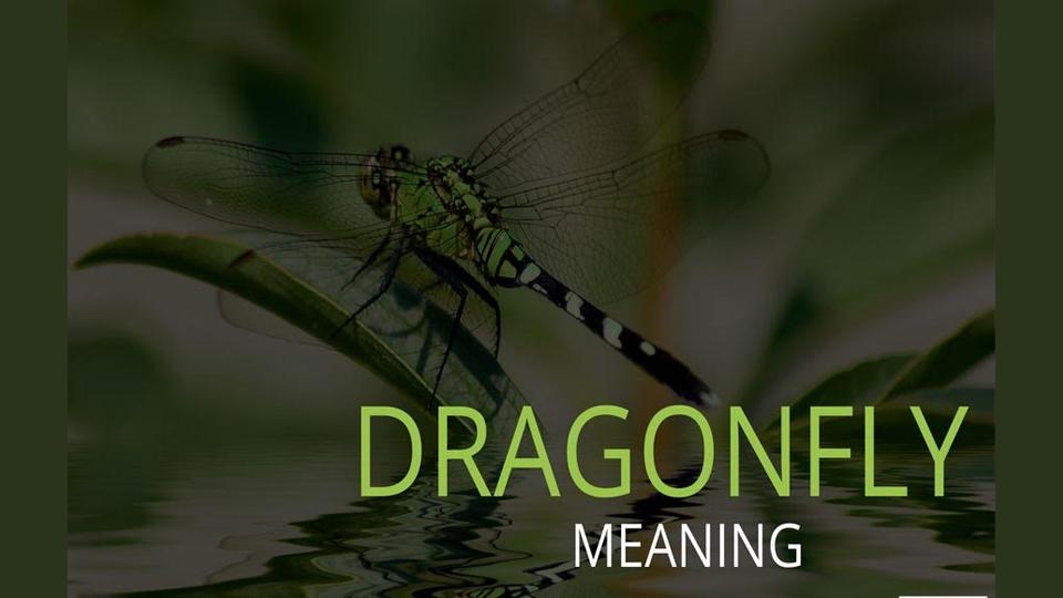 The meaning of Dragonfly - Hindustan Times