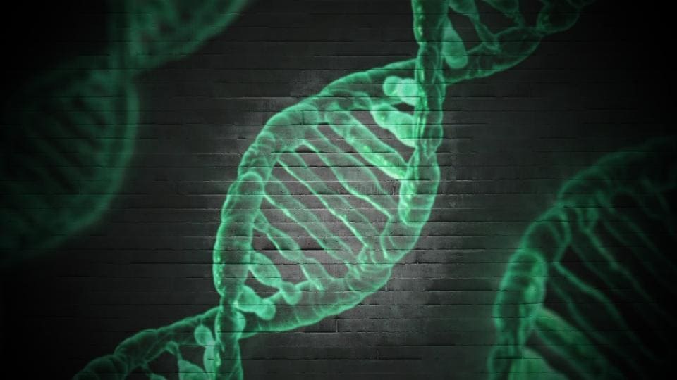 Improper DNA division leads to human developmental disorder: Study