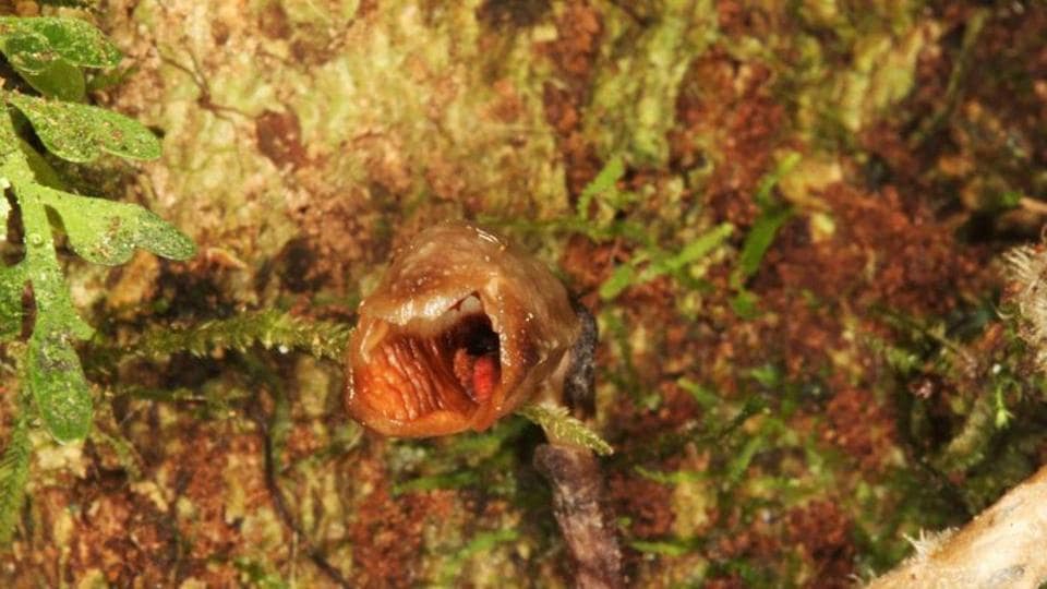 ‘world’s ugliest orchid’ discovered in the forests of madagascar