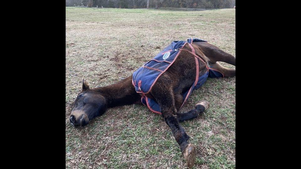 Horsin’ around Horse ‘plays dead’ when hooman makes her wear coat