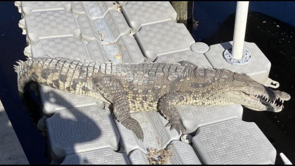 Look who’s sunbathing Huge crocodile found in woman’s backyard in