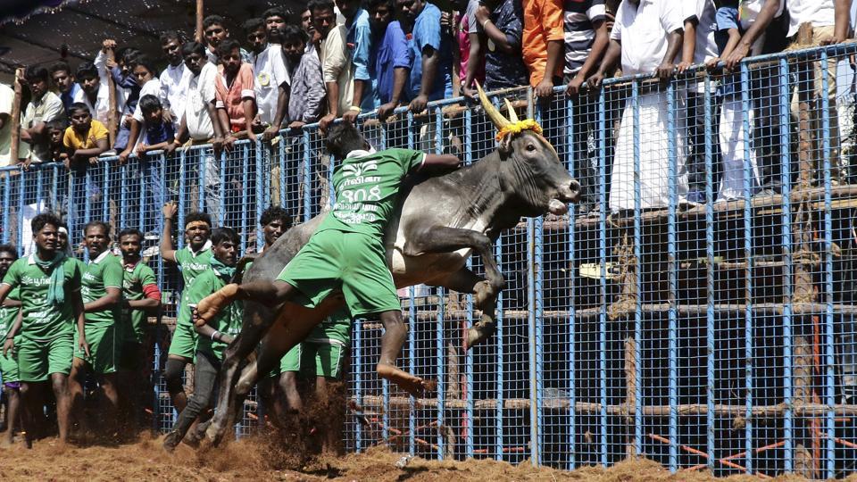 Tamil Nadu allows Jallikattu with Covid-19 restrictions