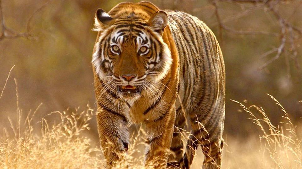 Sariska Tiger Reserve revival: As villagers relocate, conditions improve