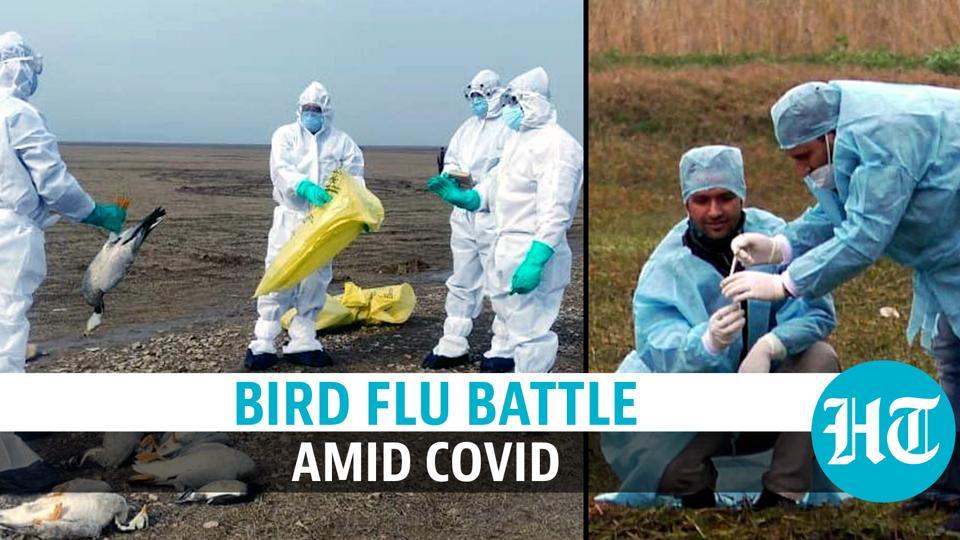 Can Bird Flu Spread To Humans? Minister Answers As 5 States Battle ...