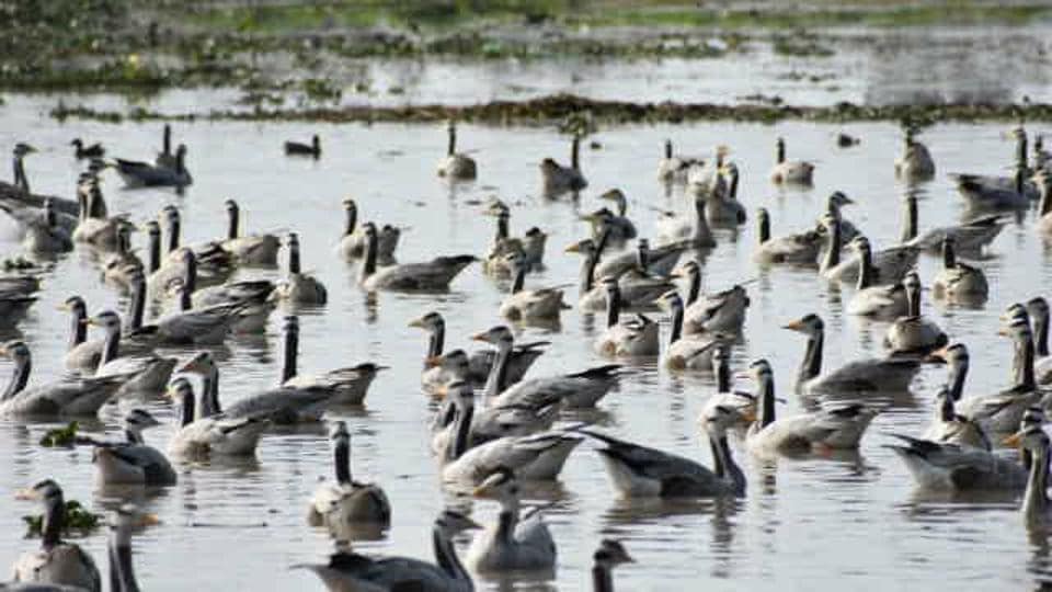 Canada goose 75 off kolkata top
